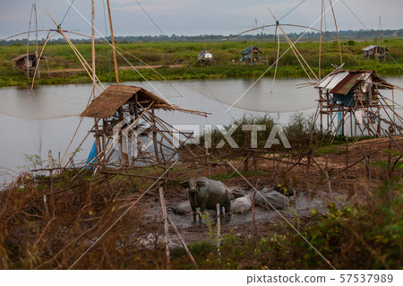 Buffalo in a stall in countrysideThailand, Thai 57537989