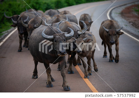 Buffalos walking on country road, Thailand Buffalos walking on country road, Thailand 57537992