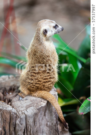 suricate, meerkat in the zoo park. suricate, meerkat in the zoo park. 57537997