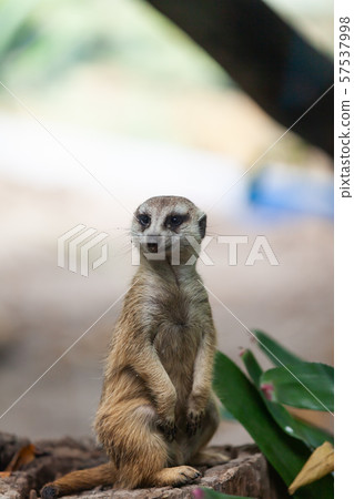 suricate, meerkat in the zoo park. suricate, meerkat in the zoo park. 57537998