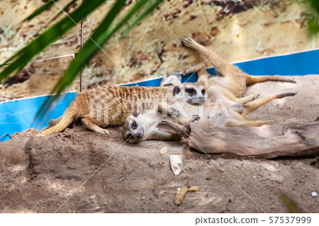 meerkat, suricate mating in the zoo park. meerkat, suricate mating in the zoo park. 57537999