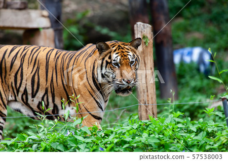 The tiger in the zoo looks at the electric wire, 57538003
