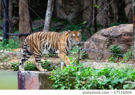The tiger in the zoo looks at the electric wire, The tiger in the zoo looks at the electric wire, 57538004