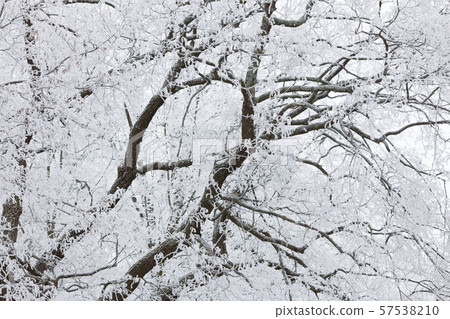 Tree branches covered in hoarforst snow Tree branches covered in hoarforst snow 57538210