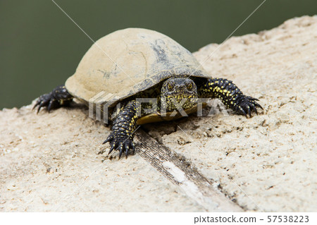 Swamp turtle creeping out on land from the water. Swamp turtle creeping out on land from the water. 57538223