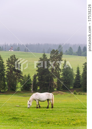 Beautiful horse graze on grass on pasture in the middle of woods, Horska Kvilda, Sumava 57538226