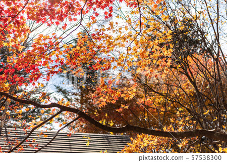 Karuizawa villa, autumn leaves, best time to see, autumn image, beautiful scenery, beautiful photos, travel 57538300