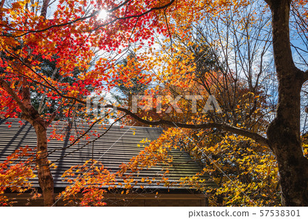 Karuizawa villa, autumn leaves, best time to see, autumn image, beautiful scenery, beautiful photos, travel 57538301