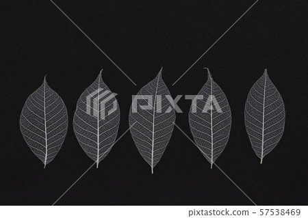Background material, skeleton leaf 1 Background material, skeleton leaf 1 57538469