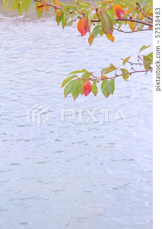 海濱和櫻花秋葉 海濱和櫻花秋葉 57538483