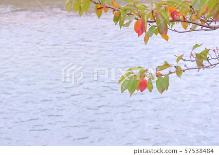 Waterside and autumn leaves of cherry blossom Waterside and autumn leaves of cherry blossom 57538484