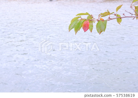 海濱和櫻花秋葉 57538619