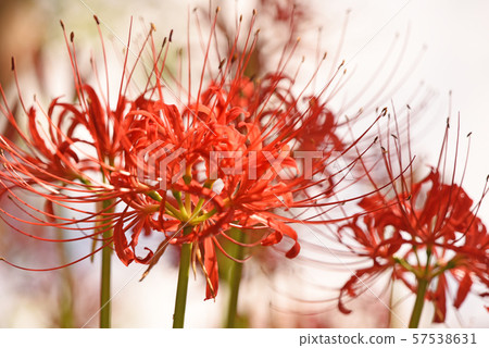 Cluster amaryllis 57538631
