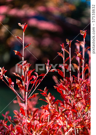 Dodan Azalea Autumn Leaves Close-up Beautiful Beautiful Season Image 57538632