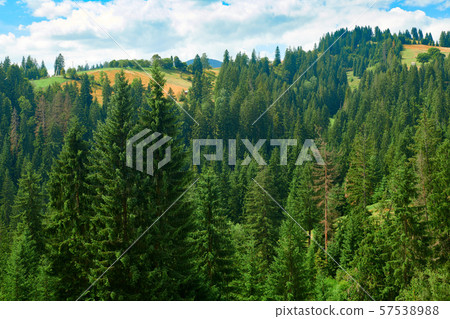 Spruces on hills - beautiful summer landscape, Spruces on hills - beautiful summer landscape, 57538988