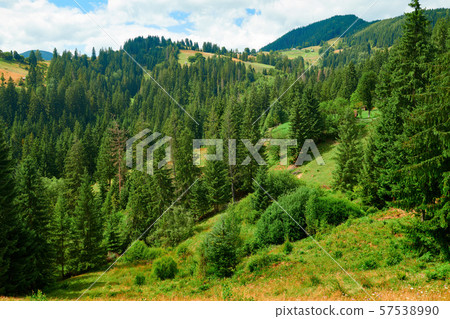 Spruces on hills - beautiful summer landscape, 57538990