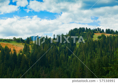 Spruces on hills - beautiful summer landscape, Spruces on hills - beautiful summer landscape, 57538991