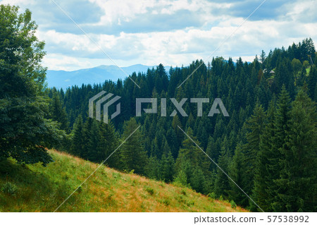 Spruces on hills - beautiful summer landscape, Spruces on hills - beautiful summer landscape, 57538992