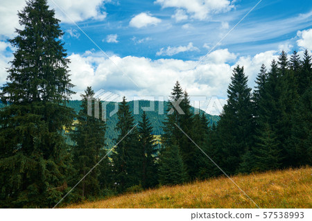 Beautiful summer landscape - spruces on hills, Beautiful summer landscape - spruces on hills, 57538993