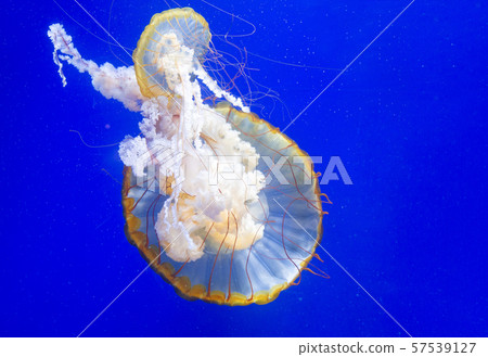 Swimming Jellyfish On Blue Background 57539127