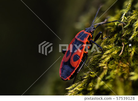firebug, Pyrrhocoris apterus in natural habitat, 57539128