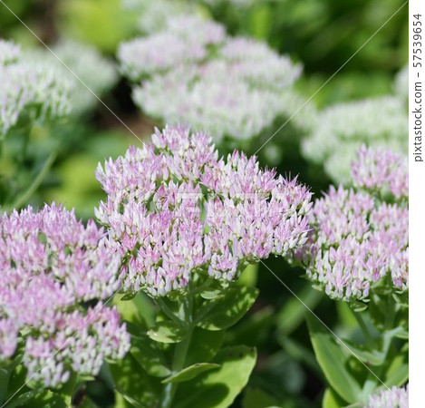 飛魚 飛魚 57539654