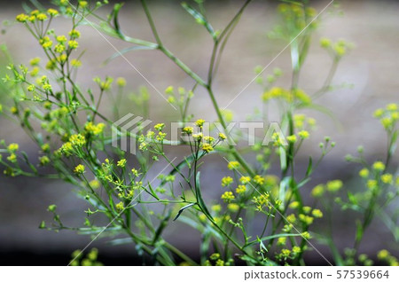 三島Sayko 57539664