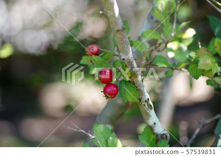 Krategas（一種相關的山楂種） 57539831