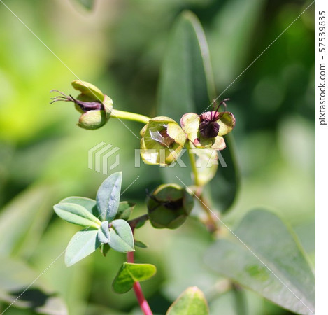 Thailinkinshiby(Hyperikum Hydokot) Thailinkinshiby(Hyperikum Hydokot) 57539835