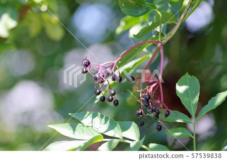 American elderberry 57539838