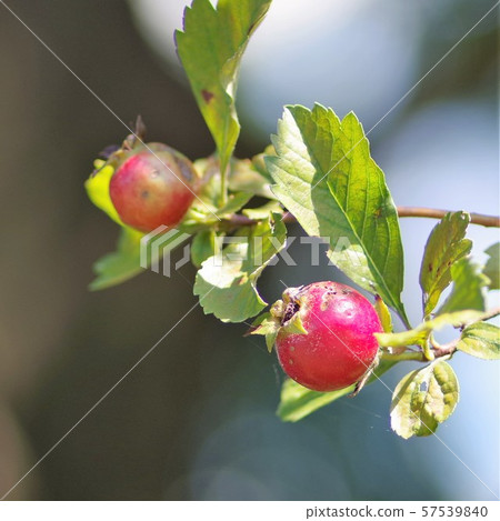 Krategas (a related species of hawthorn) 57539840