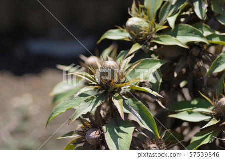 Oobana Okera Oobana Okera 57539846