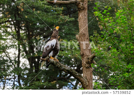 Tama Zoo Park Steller's Sea Eagle Tama Zoo Park Steller's Sea Eagle 57539852
