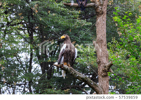 Tama Zoo Park Steller's Sea Eagle Tama Zoo Park Steller's Sea Eagle 57539859