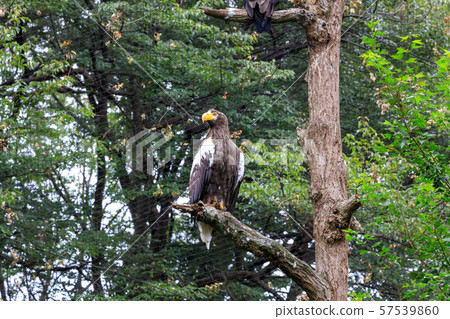 Tama Zoo Park Steller's Sea Eagle 57539860