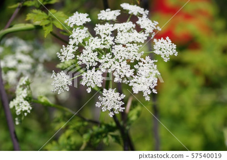 Kauhon(藥用植物) Kauhon(藥用植物) 57540019