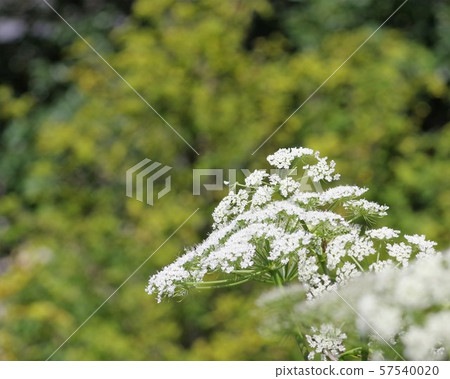 Kauhon(藥用植物) Kauhon(藥用植物) 57540020