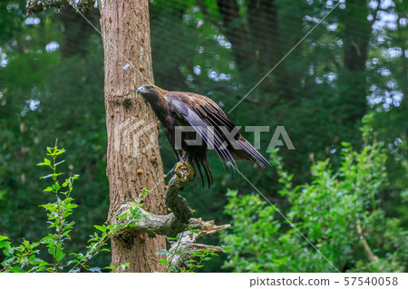 Japanese Golden Eagle Tama Zoo Japanese Golden Eagle Tama Zoo 57540058