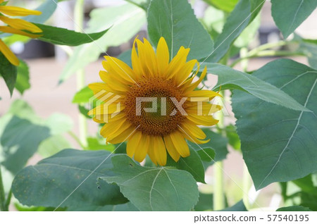 Sunflower flowers 57540195