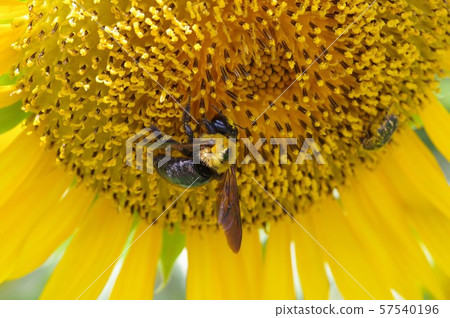A bee on a sunflower 57540196