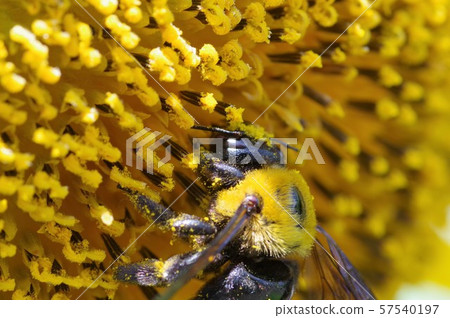 A bee on a sunflower (close-up) 57540197