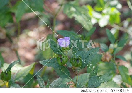 Black-bellied flower 57540199