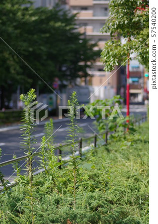 Weeds stretched along the road 57540200