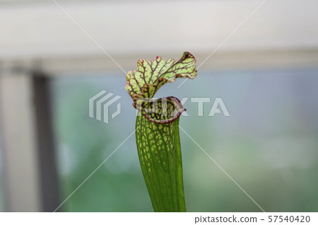 Carnivorous plant (Sarraconia) 57540420