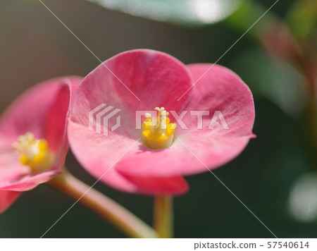 哈納基林花 57540614