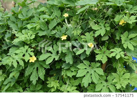 苦瓜(nigauri)栽培 苦瓜(nigauri)栽培 57541175