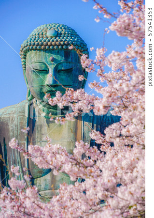 鎌倉的大佛和櫻花 57541353