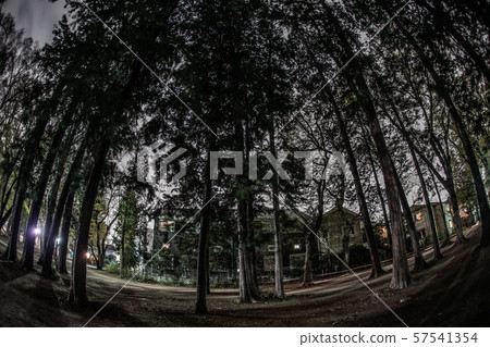 從井之頭公園的森林 從井之頭公園的森林 57541354