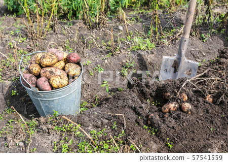 Freshly harvested organic potatoes in metal bucket Freshly harvested organic potatoes in metal bucket 57541559