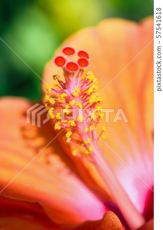 Macro photos of orange hibiscus flower 57541618